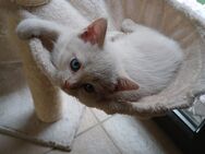 Bkh Kitten Babykatze weiß - Villingen-Schwenningen