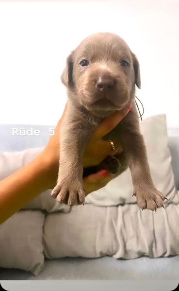 Reinrassige Silberne Labrador suchen neue zuhause