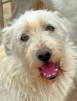 FOLCO - was für ein toller Hund! - Regensburg