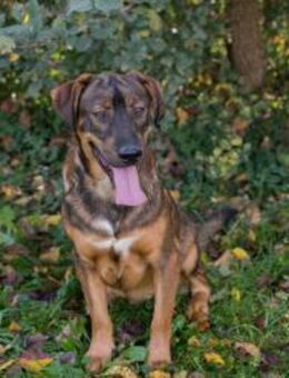 FREDDY - sympathischer Typ mit Elan - Overath