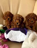 Bildschöne Toy Pudel Welpen in 49565