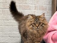 Ragdoll mix - Flensburg