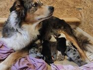 wunderschöne Australian Shepherd Welpen - Rehfelde