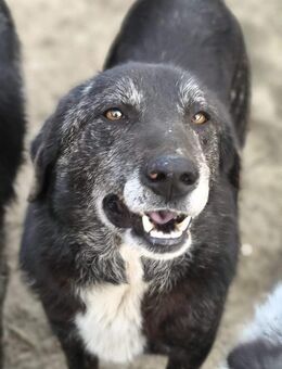 Willi -.liebenswerter Schatz - Dreikirchen