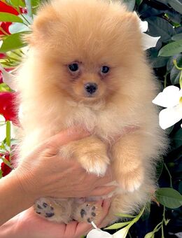 Zwergspitz Pomeranian, sehr hübsche Welpen reinrassig - Saarbrücken