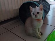 BKH-Kitten liebevolles Zuhause gesucht - Essen (Oldenburg)