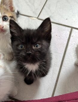 EKH mix kitten - Radevormwald (Stadt auf der Höhe) Zentrum