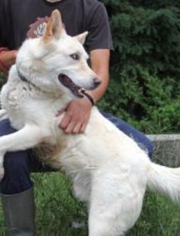 Papi - verschmuster Husky Mix - Marktleugast