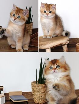 Bkh Blh Kitten Britisch Kurzhaar golden shaded, Katze Kater Junge Mädchen mit Stammbaum - Petersberg (Hessen)