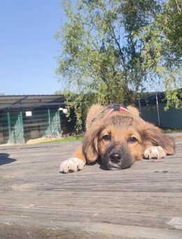 Socks - möchte Familienhund werden - Schlitz
