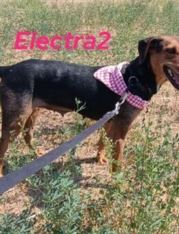 Electra2 freundliche junge Hündin 02/23 - Ruppertsecken