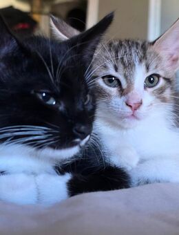 Babykatzen suchen Zuhause - Bonn