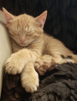 Verkaufe kleine Katzen - Golßen