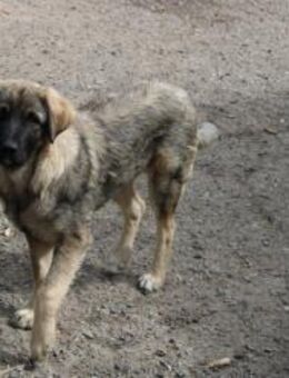 Brandy will seine Menschen kennenlernen - Celle