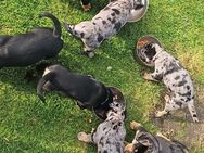 Old English Bulldog Mix - Struxdorf