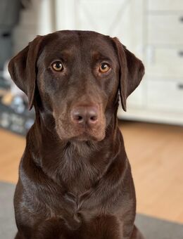 Labrador mix Welpen - Hamm (Sieg)