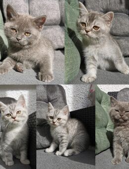 BKH Kitten - 😺 Flauschige BKH-Kitten suchen Personal – mit Hunde-Erfahrung! 🐶🐾 - Herne Mitte