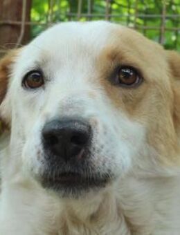 Alan-hübscher Rüde, 45 cm, 5 Jahre - Rösrath