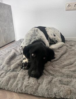 Mixwelpen/ Münsterländer Labrador junghunde - Bockhorn (Niedersachsen)