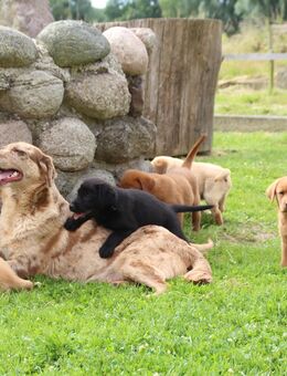 Aussiedor Welpen Labrador x Australian Shepherd - Marlow Zentrum
