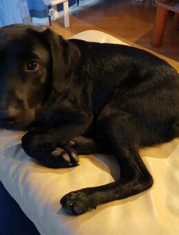 LABRADORWELPE - Glauchau
