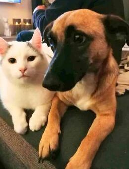 Schmusebacke Lady sucht ihre Familie! - Koblenz