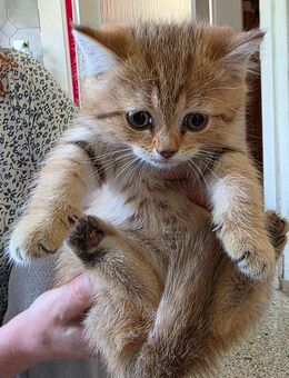 BKH -Kitten 3 Katzen und 1 Kater - Nürnberg