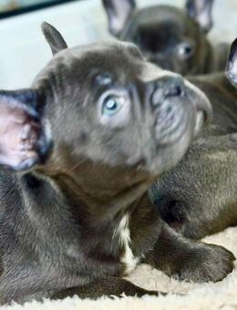 Französische Bulldoggenwelpen suchen ein neues Zuhause - Mülheim (Ruhr)