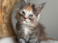 Maine Coon kitten mit Stammbaum - Friedberg