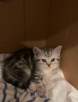 Mischlings kitten suchen Zuhause - Düsseldorf