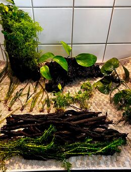 Aquarium Einrichtung Wurzel und Pflanzen - Schwelm Zentrum