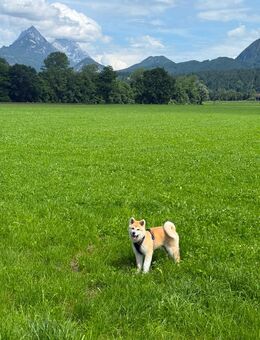 Akita Inu Reinrassiger - Rosenheim
