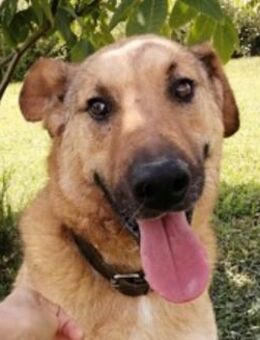 Babis - loyal, liebevoll und clever - Mettmann