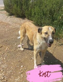 Wunderschöne Kat - Beckingen