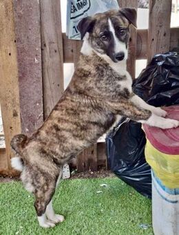 Vier Pfötchen, ein Herz - Tara! - Koblenz