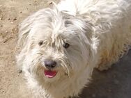 Pipa sucht liebevolles Zuhause - München