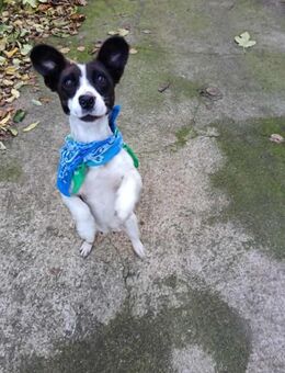 Katzenfreundliche kleine LEiA 😍 - Mylau