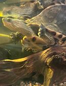 Schildkörte in 75328