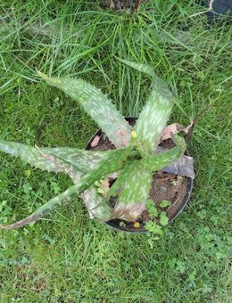 Aloe Vera Zimmerpflanzen ausgefallene Sorte - verschiedene Größen Aloe greenli - Niederwerrn