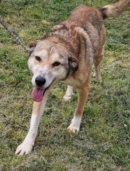 Auch große ältere 🐕 brauchen ♥️ ANOUK - München