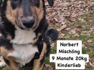 Norbert (Nobbi) sucht sein Zuhause - Schwalmtal (Nordrhein-Westfalen)