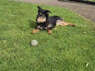 Terrier Mix mit Handicap - Groß Gerau