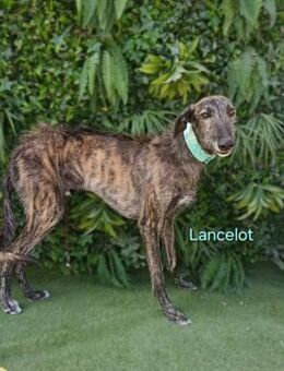 Lancelot freundlich,anhänglich 05/22 ESP - Ruppertsecken