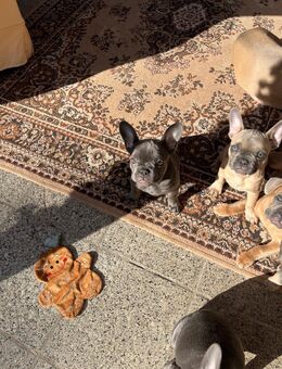 Französische Bulldoggen-Welpen – bereit für ein liebevolles Zuhause! 🐾 - Berlin