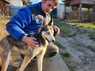 Dea sucht ein aktives Zuhause - Nordwalde