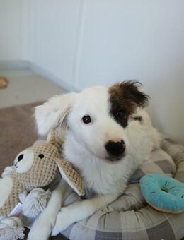 🌟Süßes Welpenmädchen Pixie🌟 - Eislingen (Fils)