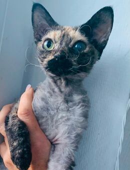 Kleine Kitty sucht ein neues Zuhause - Selters (Westerwald)