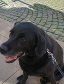 Labrador Hündin in 99947