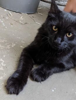 Kater Main Coon Mix 4 Monate - Köln