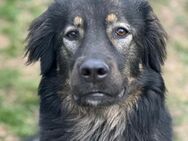 HAILEY - treu, verkuschelt, lieb - Aerzen